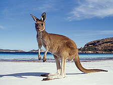 Nach dem Abi nach Australien